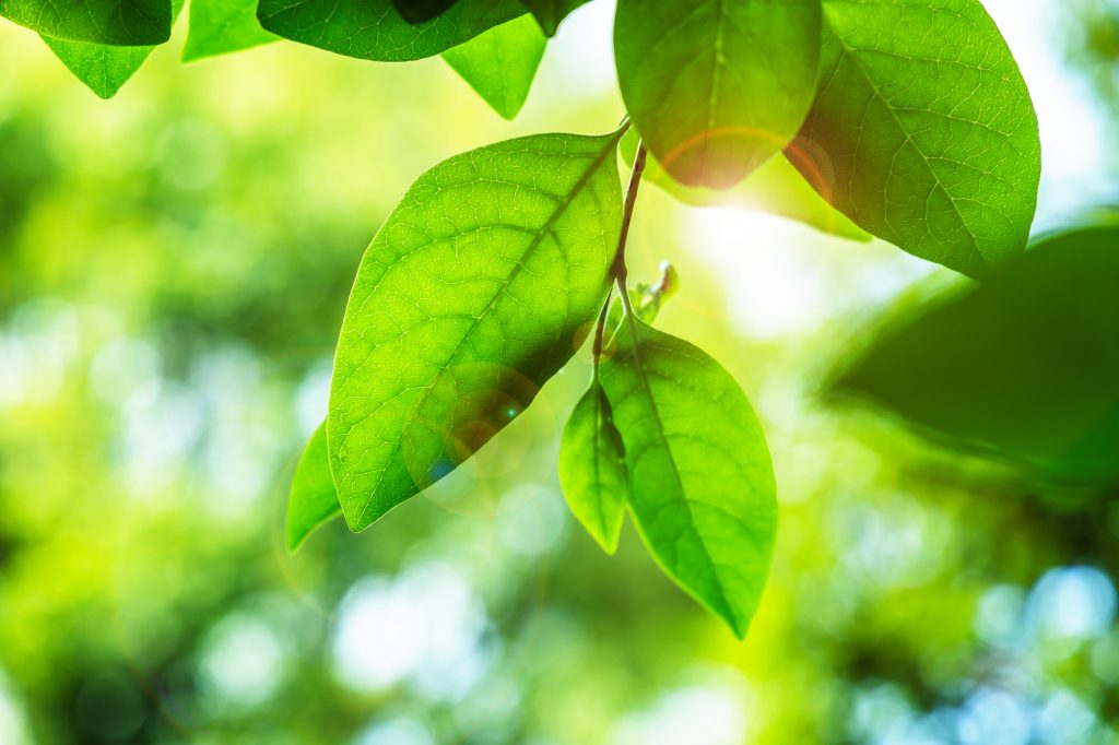 sustainability-2 A photo of some green leaves hanging from a branch against a sunny bright backdrop.